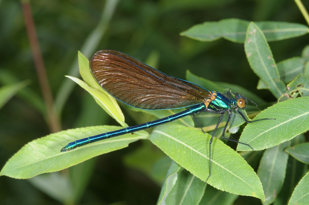 Calopteryx dall''Umbria - C. virgo meridionalis